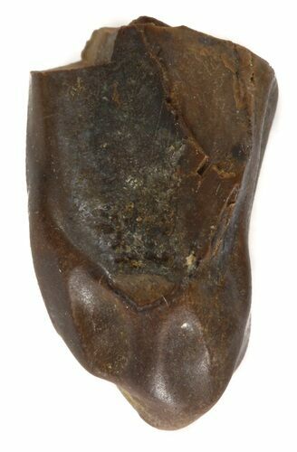 Triceratops Shed Tooth - Montana #41268